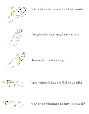 MEDIAN NERVE EXAMINATION PDF MEDIAN NERVE EXAMINATION PDF